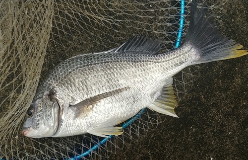 キビレの釣果