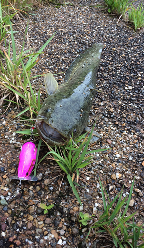 マナマズの釣果