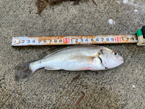 イシモチの釣果