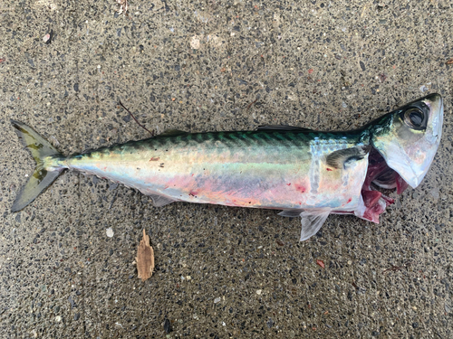 マサバの釣果