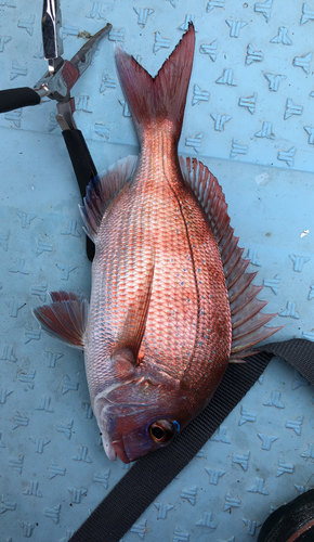 タイの釣果