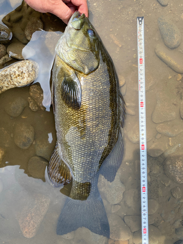 スモールマウスバスの釣果