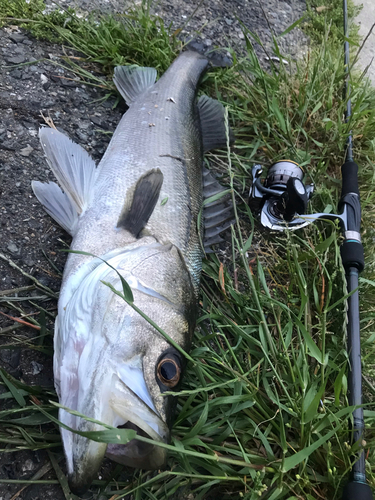 スズキの釣果