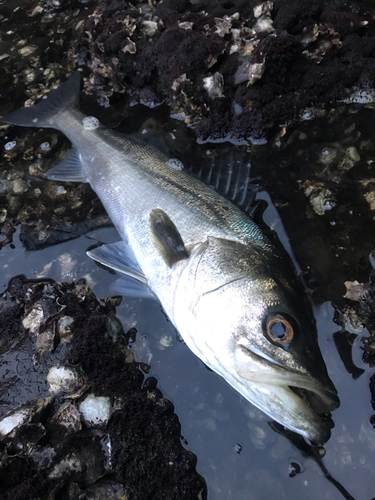 スズキの釣果