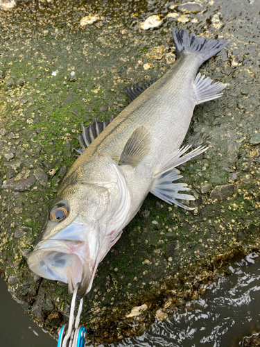 フッコ（マルスズキ）の釣果