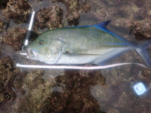 カスミアジの釣果