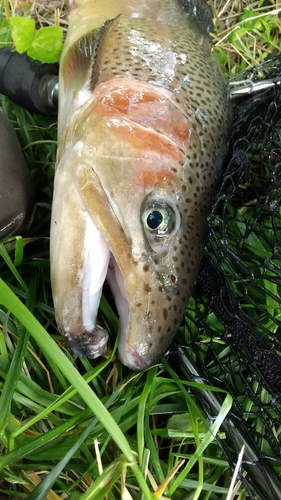 ニジマスの釣果