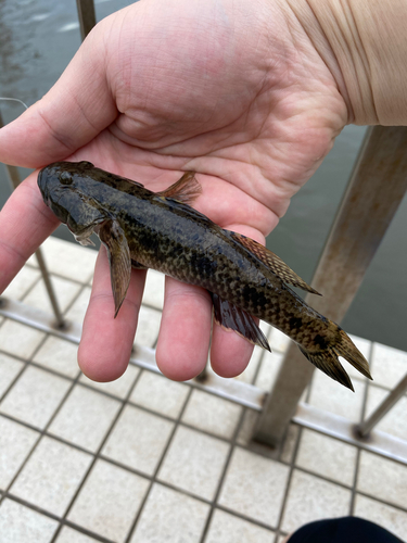 ハゼの釣果