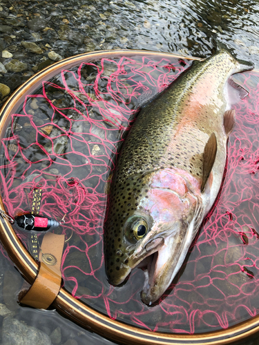 ニジマスの釣果