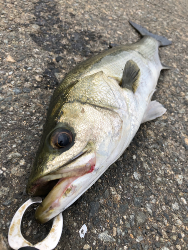 スズキの釣果