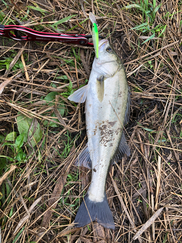 スズキの釣果