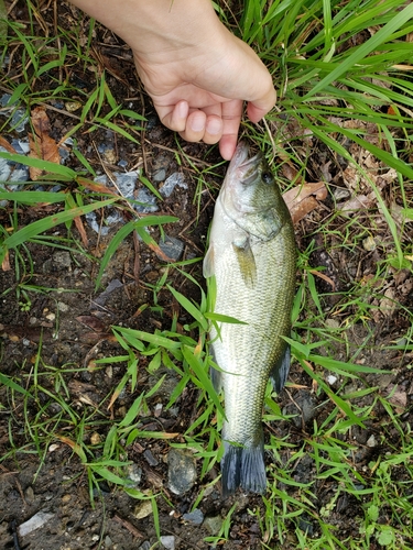 ラージマウスバスの釣果