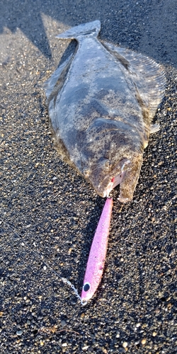 ヒラメの釣果