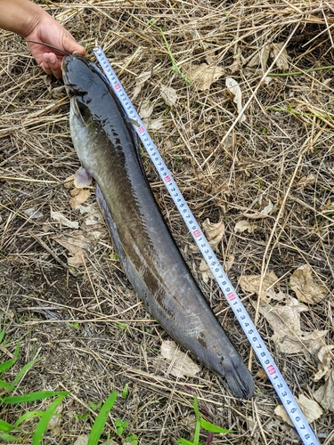 ナマズの釣果