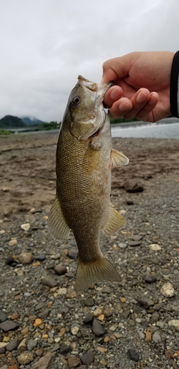 スモールマウスバス