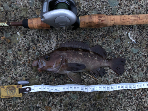 エゾメバルの釣果