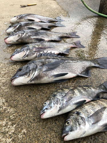 クロダイの釣果