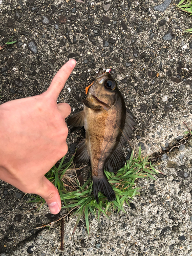 メバルの釣果