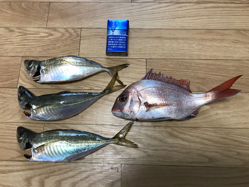 アジの釣果