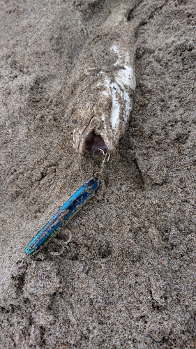 イシモチの釣果