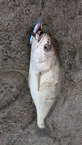 イシモチの釣果