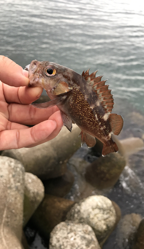 エゾメバルの釣果