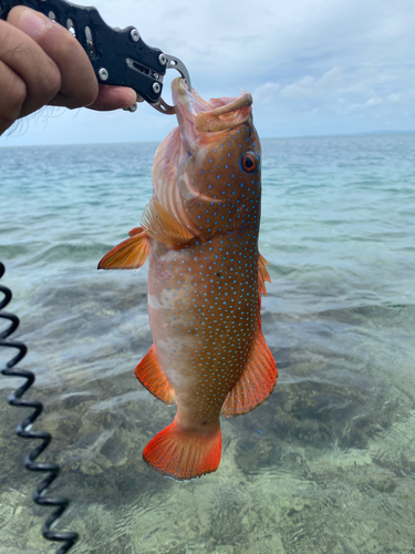 アカジンミーバイの釣果