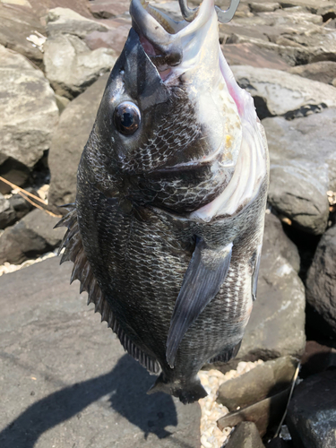 クロダイの釣果