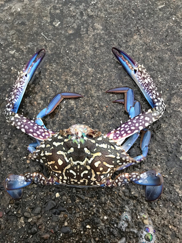 タイワンガザミの釣果