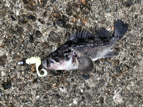 クロソイの釣果