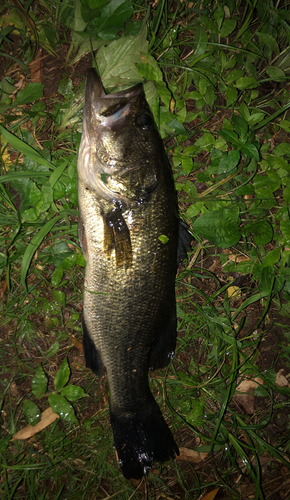 ブラックバスの釣果