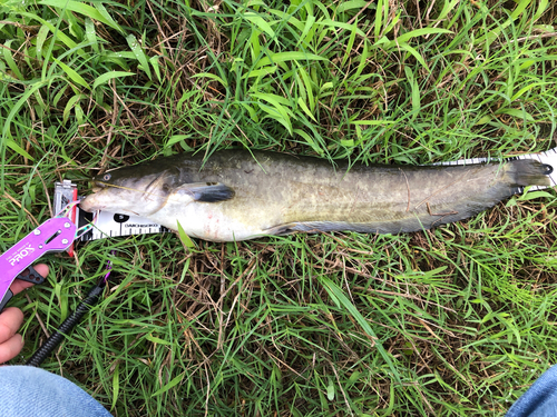 ナマズの釣果