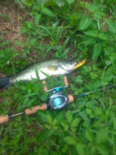 ブラックバスの釣果