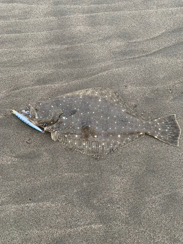 ヒラメの釣果