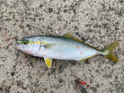 ツバスの釣果