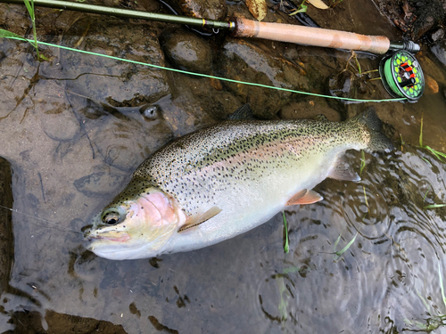 ニジマスの釣果