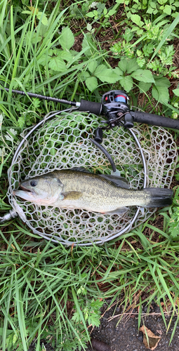 ラージマウスバスの釣果