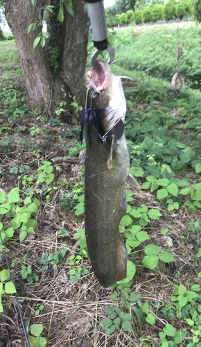 ナマズの釣果