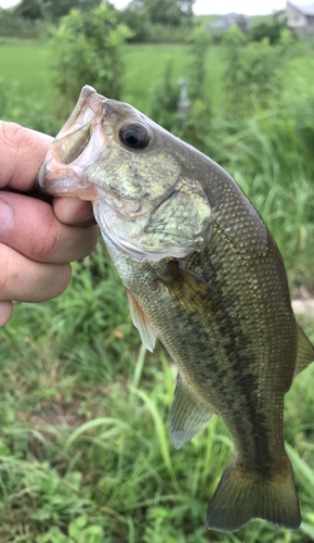 ラージマウスバスの釣果