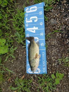 ラージマウスバスの釣果