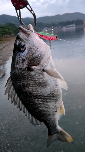 キビレの釣果