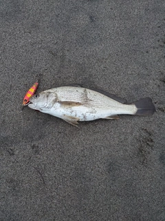 イシモチの釣果