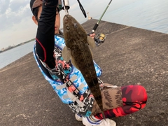 マゴチの釣果