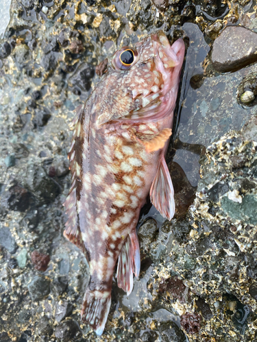 アラカブの釣果