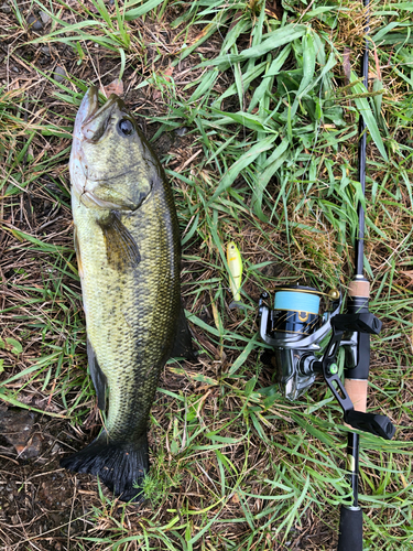 ラージマウスバスの釣果