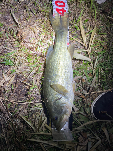 ブラックバスの釣果