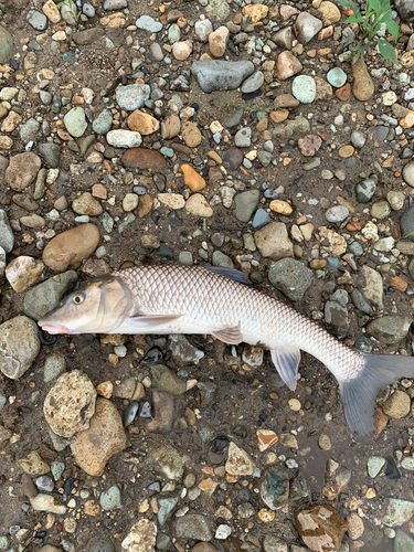 ニゴイの釣果