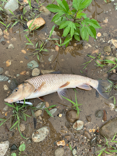 ニゴイの釣果