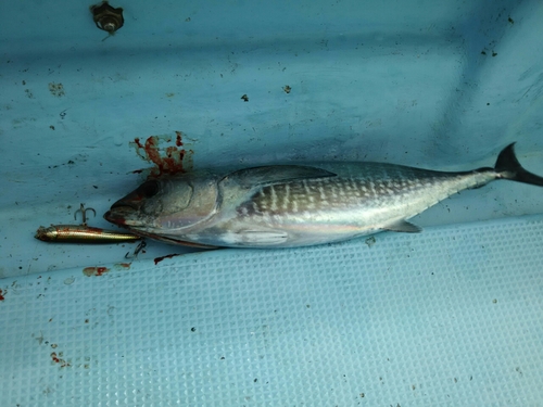 マグロの釣果