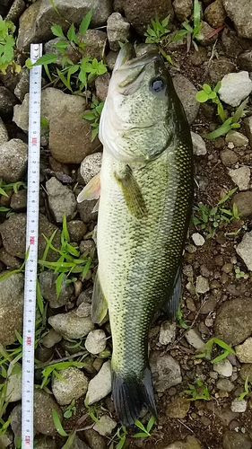 ラージマウスバスの釣果